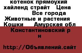 котенок прямоухий  хайленд страйт › Цена ­ 10 000 - Все города Животные и растения » Кошки   . Амурская обл.,Константиновский р-н